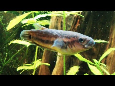 [HD] Identify this mouthbrooding Betta @ Zoo Wuppertal [14/19]
