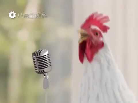 download lagu mp3 mp4 Chicken Ringtone, download lagu Chicken Ringtone gratis, unduh video klip Chicken Ringtone