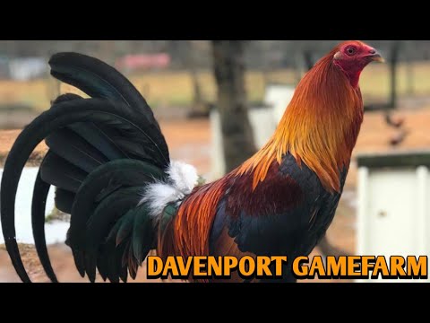 McLean Hatch Grey Sweater - DAVENPORT FARM