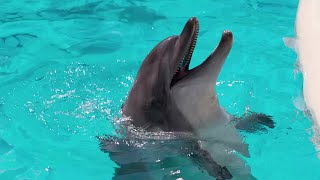Aquarium Song | Simple Sea Animals Song for Kids