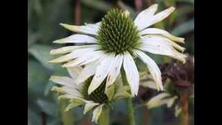 preview picture of video 'Arboretum Kalmthout ; plantendag herfst'