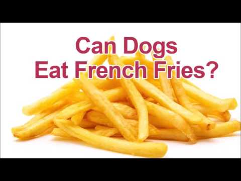 download lagu mp3 mp4 Can Dogs Eat Fries, download lagu Can Dogs Eat Fries gratis, unduh video klip Can Dogs Eat Fries