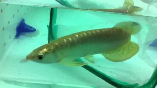 Arowana golden head