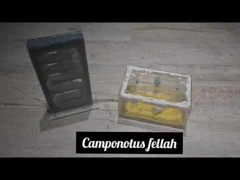 Camponotus fellah | AntOnTop