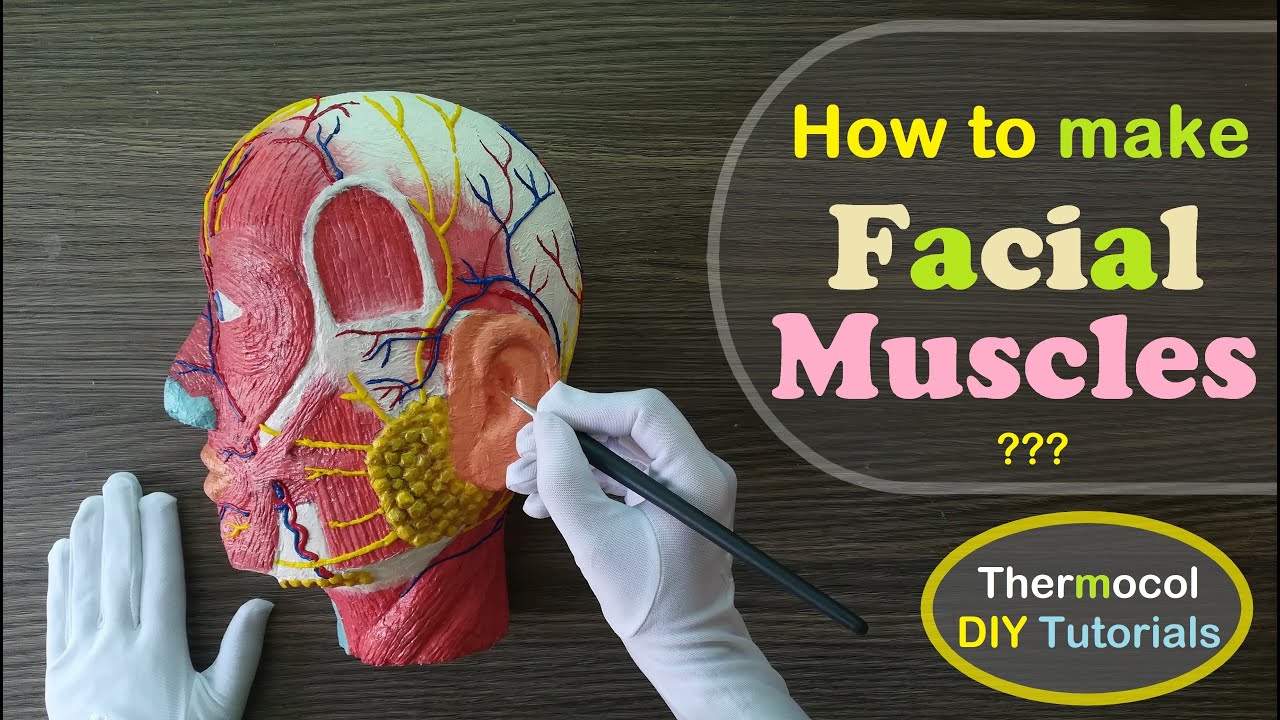 Making Facial Muscles 3d Styrofoam Carved Model | Holiday Homework