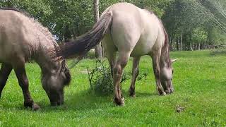 Willd horses 🐎 it's amazing 👏,  beatitiful animals 