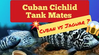 Download Lagu Cuban cichlids tank mates || Cuban Cichlid vs Jaguar cichlid ||@doctorfish6917 Thumbnail