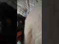 Baby Buddha bouncing on the bed