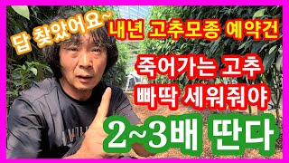 죽어가는 고추를 빠딱 세워줘야 3~4배 딴다~내년 고추 삽목묘 사실분~고추농사 잘짖는방법,고추재배방법 귀농귀…