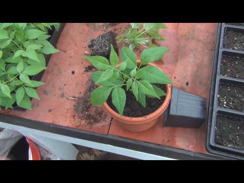 download lagu mp3 mp4 Euodia Tree, download lagu Euodia Tree gratis, unduh video klip Euodia Tree