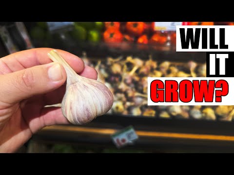 The Facts On Growing Store Bought Garlic - Garden Quickie Episode 268