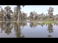 Alligator At Lake Martin