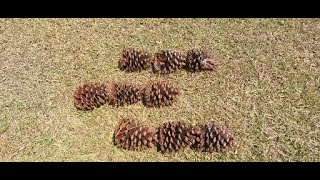 Fastest and Easiest Way to Pick Up Pine Cones. You