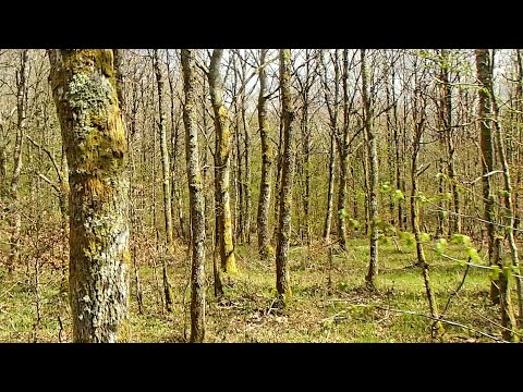 Libertivi.com - Promenades - #1 en forêt