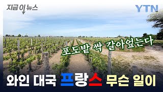 포도밭 갈아엎는 '와인 대국'...프랑스에 무슨 일이 [지금이뉴스] / YTN