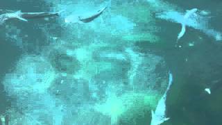 bosphorus KEFAL(gray mullet).MPG