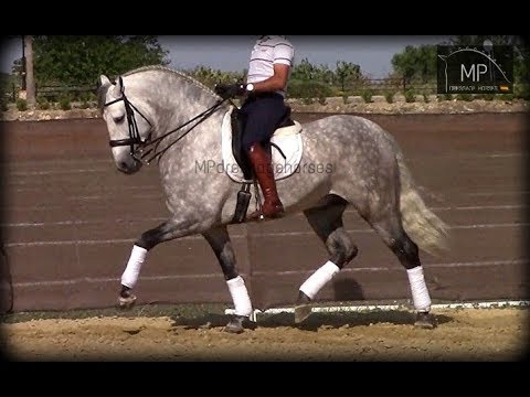 SOLD!! [R#:1827] PRE Stallion 2012