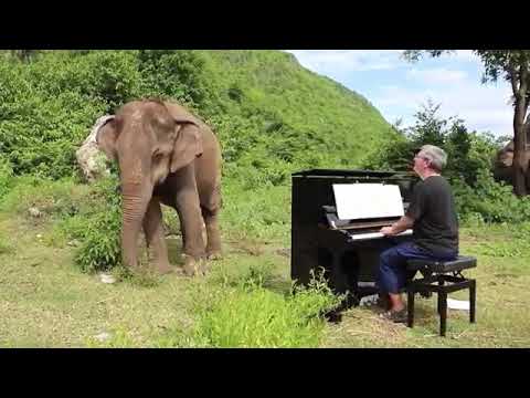 Blind Elephant Loves Music 2