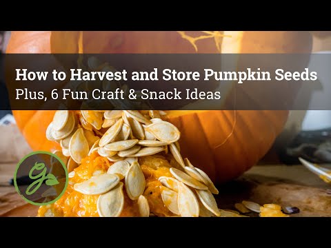 , title : 'How to Harvest and Store Pumpkin Seeds - Plus, 6 Fun Craft & Snack Ideas'