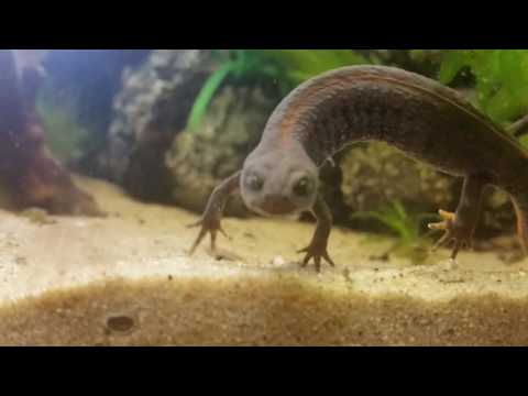 Triturus dobrogicus macrosoma