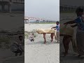 গরুটা লোকটার সাথে কি করলো