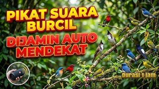 Download lagu SUARA PIKAT BURCIL PALING AMPUH !! Dijamin Auto Mendekat & Nyamperin 1 Jam Nonstop mp3