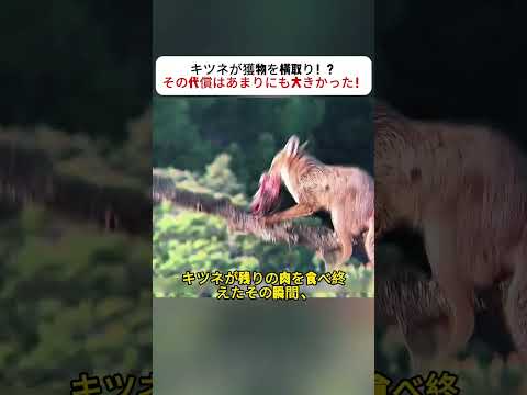 キツネが獲物を横取り！？ その代償はあまりにも大きかった！ #キツネ #ワシ #自然界 #野生動物 #食物連鎖