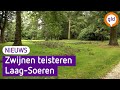 Een stelletje wilde zwijnen heeft de tuin van Joke omgeploegd