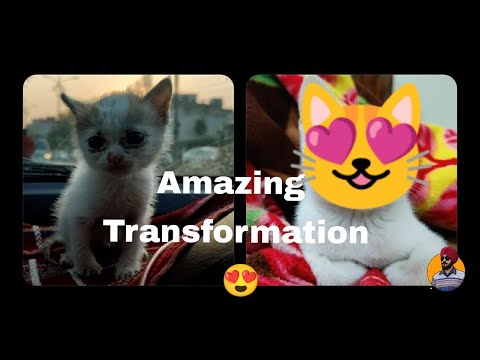 Rescued a stray kitten and she became a family member #cat #rescue #pets #petlover #pussycat #kitten