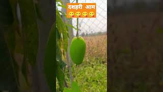 Mango season 🥭 दशहरी आम #india #garden #aam #mango #2023 #fruit #tasty #green #shortvideo #youtube