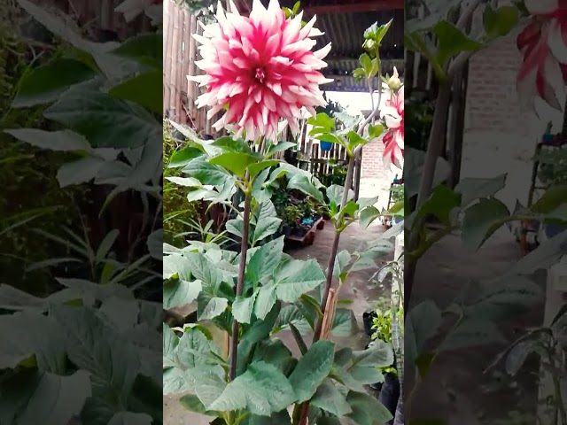 Vídeo relacionado con Dalias Bulbos Gigantes Enanas Colección - 5 Bulbos de Flores Exterior - Plantas Naturales Exterior de Holanda - No Resistente - Decoracion Jardin, Macetas y Balcón - Sin Semillas, No Artificiales