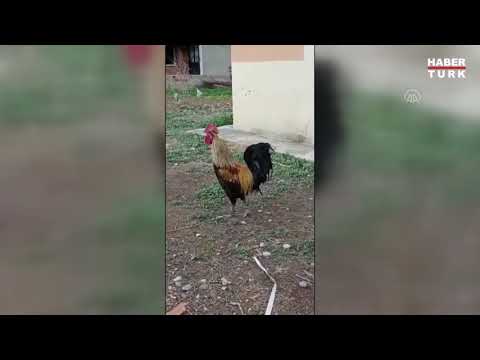 Rooster crowing until it faints
