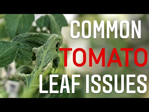 image-Why are my tomato plant leaves shriveling up?