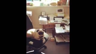 Gilbert O&#39;Sullivan video exclusives