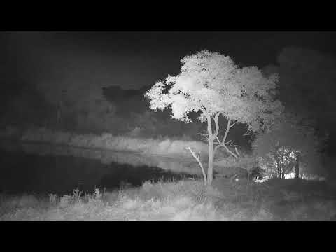 Djuma: Impalas on alert-then three Hyenas up to something(stream stuttering issue - 21:40 - 05/15/21