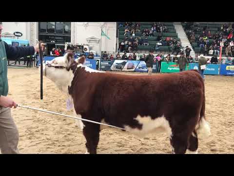 EXPO PALERMO 2018 ARGENTINA PISTA HEREFORD HEMBRAS