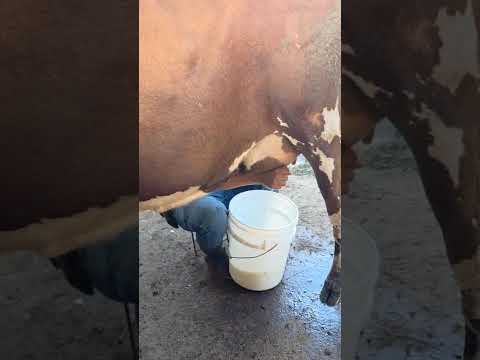 Disponible en Sonsonate santo domingo de Guzmán WhatsApp 60632341