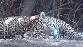 preview picture of video 'Jaguar Rolling Around in the Pantanal'