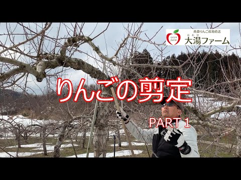 なぜ、いつ、どのようにリンゴの木を剪定するのか、大きなリンゴが豊作になるのか