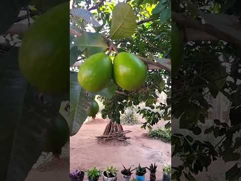 coisa natural do sítio em Limoeiro de Anadia