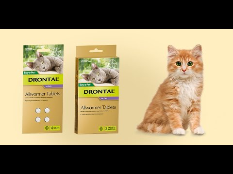 Everything You Wanted to Know about Drontal Allwormer Tablets for Cats | DiscountPetCare
