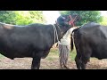 Murrah Top Quality Bull Murrah Buffalo Murrah Video
