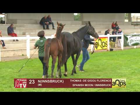 Show AQPS 2019 : Lot 23 - N(INNSBRUCK 2019)