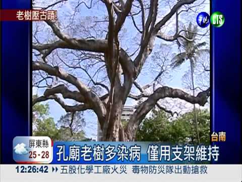 60年榕樹被刮倒 壓毀孔廟禮門