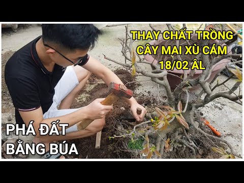 🔴 QBS22150 - THAY CHẤT TRỒNG CHO CÂY MAI XÙ DA ME || THỜI ĐIỂM THAY ĐẤT CHO CÂY MAI VÀNG MIỀN BẮC