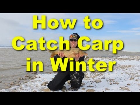 How to catch carp in the winter - cold weather carp fishing and bait