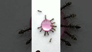 Download lagu Ada Gula Ada Semut #ants #insects #nature #animation #cat #funny #kitten #mosquito #memes mp3 Download lagu Ada Gula Ada Semut #ants #insects #nature #animation #cat #funny #kitten #mosquito #memes mp3