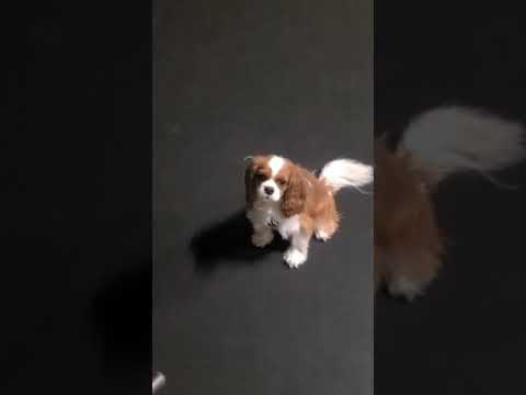 Kobe loves chasing a laser pointer | Cavalier King Charles Spaniel