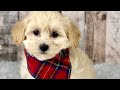 Maltipoo dogs for sale: Girl Abby - 0006 - Video 1