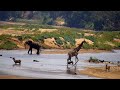 Olifants River | Wildlife Live Stream – Greater Kruger National Park